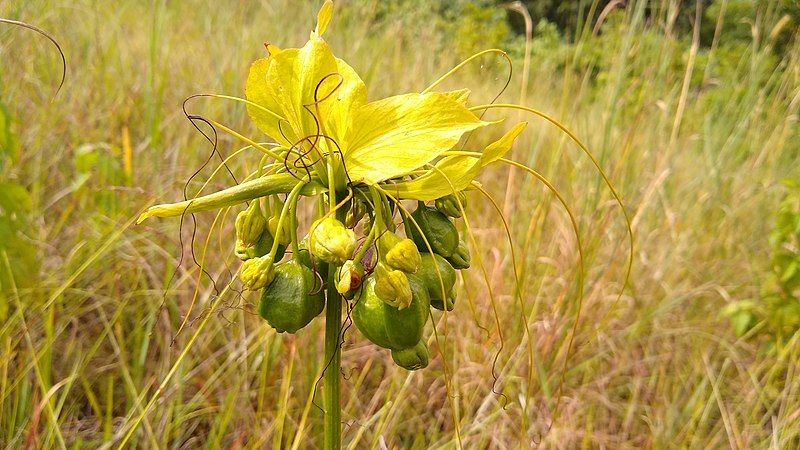 File:Tacca leontopetaloides 48143668.jpg