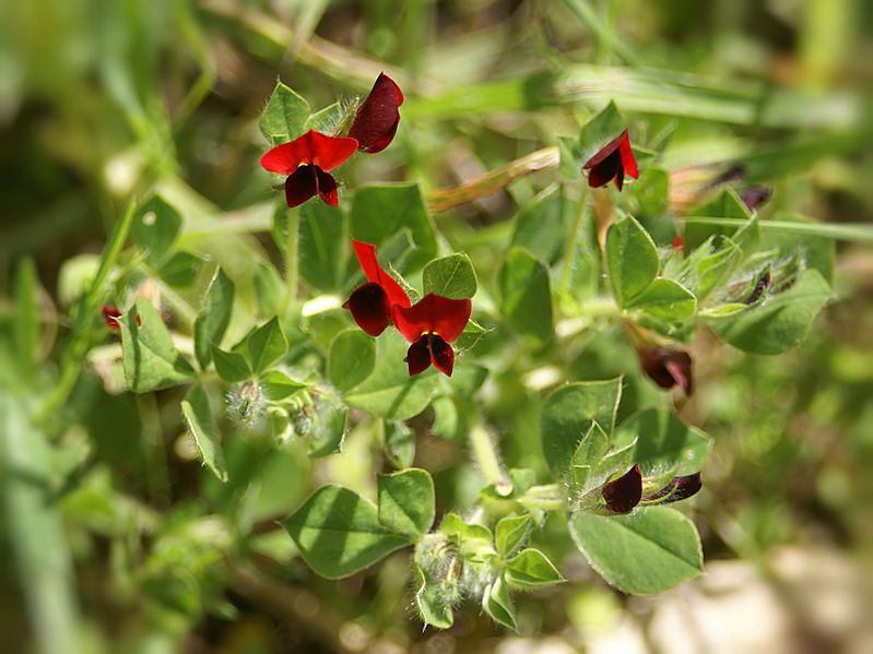 File:Tetragonolobus purpureus (plant).jpg