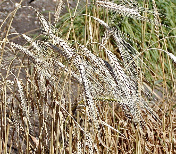 File:Triticum turgidum 1.jpg