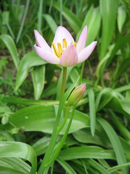 File:Tulipa bakeri004.jpg