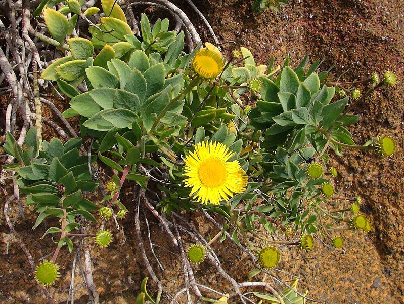 File:Vieraea laevigata Tenerife.jpg