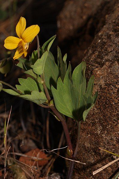 File:Viola lobata 4814.JPG