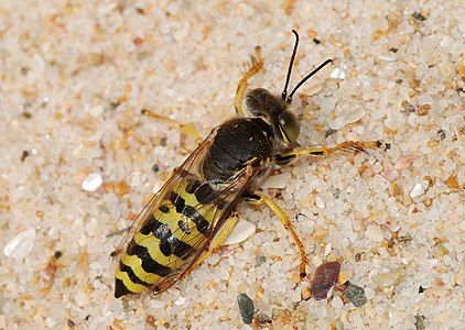 Sand wasp, by Alvesgaspar