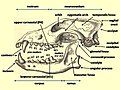 Image 38Diagram of a wolf skull with key features labelled (from Domestication of the dog)