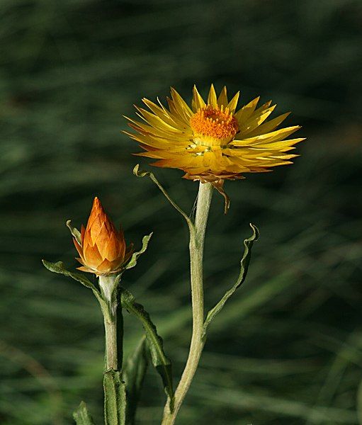 File:Xerochrysum subundulatum.jpg