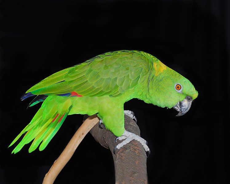 File:Yellow-naped Amazon.jpg