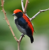 Scarlet-backed Flowerpecker