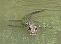 A young alligator, swimming.