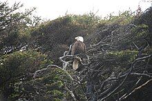 Kalaloch eagle. Photo by Jeff Ellermeyer.