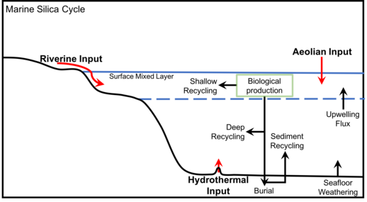 Generalized marine silica cycle, adapted from Treguer et al., 1995[122]