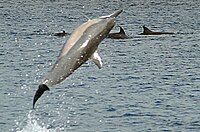 Hawaiian spinner dolphin spinning