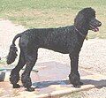 Poodle (Standard)