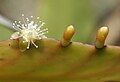 Rhipsalis crispata