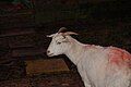 A Boer Goat