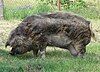 Mangalitsa