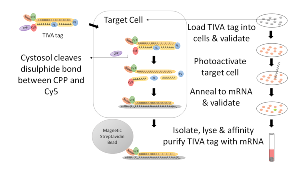 A cellular level view with an experimental level view of a TIVA tag mRNA experiment