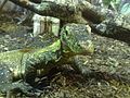 A baby Komodo dragon at Chester Zoo, particularly notable as it was born by parthenogenesis