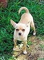 Chihuahua (dog)