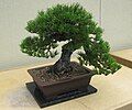 Pinus thunbergii var. corticata bonsai