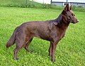 Australian Kelpie