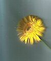 Flower1;dandelion (I don't think it is. It looks more like those flowers they dry and stick wire in)