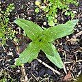 Overhead view of small E. tetragonum plant