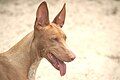 Pharaoh Hound portrait