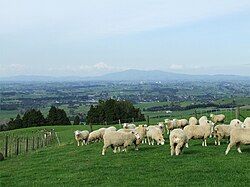 A view of Pirongia village, taken from the slopes of Mount Pirongia