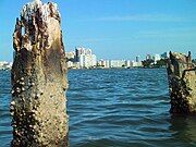 1927 sea wall pilings from the failed Isola di Lolando construction project in Miami Beach, Florida