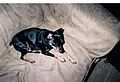 Miniature Pinscher