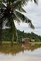 A flooded paddy field