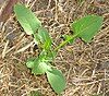 Young sow thistle