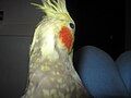 Cockatiel's Nictitating membrane