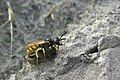 European beewolf carrying a honeybee to its tunnel