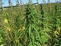 Taken while on a trip to an industrial hemp crop.