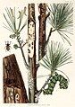 An illustration showing insect pests of white pine