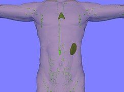 Lymphatic system. Thymus and spleen are clearly visible.