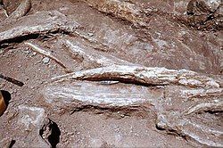 A Clovis point in situ amidst mammoth bones at the Naco site, 1952, photograph courtesy Arizona State Museum, University of Arizona.