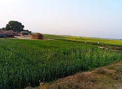 Green Farms of Saraila village.