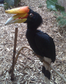 A female Rhinoceros Hornbill, again at Chester Zoo. Cropped.