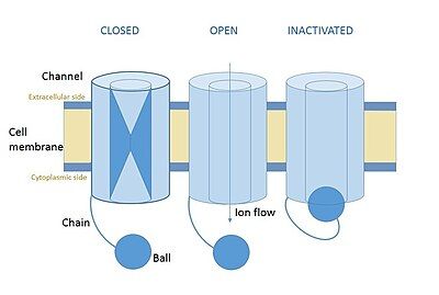 Diagram of a voltage-gated ion channel in the open, closed and inactivated state