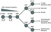 Blood cell lineage. Based on self-renewal ability.