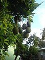 St.Lucia most loved mango - Mango Mang tree in Saltibus.