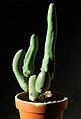 Echinopsis lageniformis f. monstrose (Long form or 'Clone A') also known as penis plant [11]