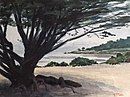 HOGlidden-Tree-at-Beach.jpg