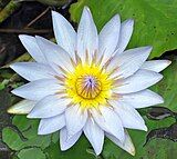 A flourishing, blue waterlily.