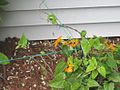 A young plant being trained to grow on a trellis feeder wire