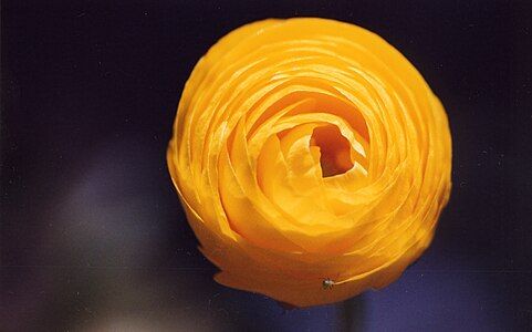 Ranunculus asiaticus, a cultivated form