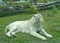 A white tiger, taken in Wroclaw zoo